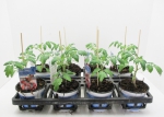 Tomate veredelt "Mirado Red"/"Mini Star"