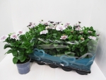 Osteospermum gefüllt weiß