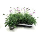 Scabiosa columb. rosa