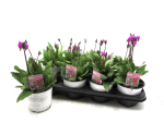 Dodecatheon meadia lila