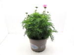 Cosmos Kübel rosa