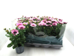 Osteospermum eckl. pink/rosa
