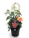 Rosen  Doppelbogen apricot