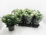 Chrysanthemum "Yahoo" weiß