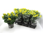 Chrysanthemum "Yahoo" gelb