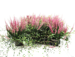 Calluna + Mühlenbeckia pink