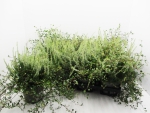 Calluna + Mühlenbeckia weiß