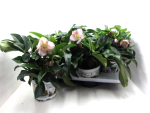 Helleborus "Ice Breaker Ruby"