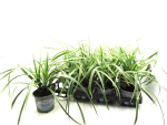 Carex morowii "Ice Dance"