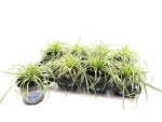 Carex "Evergold"