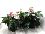 Helleborus "Ice N' Roses Picotee"