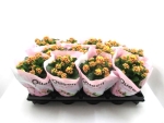 Kalanchoe gefüllt apricot