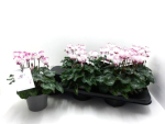 Cyclamen 'Metis Victoria' weiß/pink