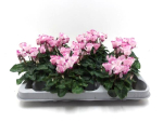 Mini Cyclamen "Metis Victor"