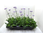 Scabiosa columb. blau