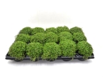 Soleirolia soleirolii