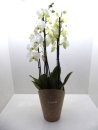 Phalaenopsis "Duetto" 4 Rispen weiß