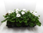 Pelargonium zonale weiß