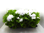 Pelargonium grand. weiß