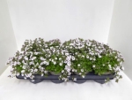 Gypsophila cerastioides