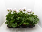 Pelargonium zonale rosé