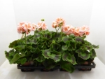 Pelargonium zonale lachs