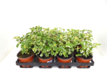 Plectranthus