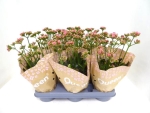 Kalanchoe "Lady Like"