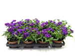 Verbena
