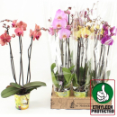 Phalaenopsis 3 Rispen Mix