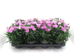 Dianthus "Peman" rosa