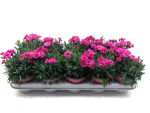 Dianthus "Peman" pink