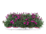 Dianthus 'Picture Perfect'