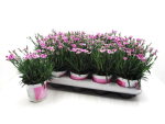Dianthus "Pink Kisses"