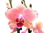 Phalaenopsis 4 Rispen "Pirate Picotee"
