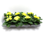 Primula "Pompom" gelb