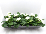 Primula "Pompom" weiß