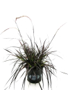 Pennisetum "Rubrum"