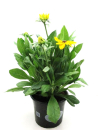 Rudbeckia "Sunbeckia" Kübel