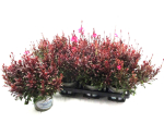 Gaura lindh. pink