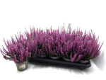 Calluna "Beauty Ladies" lila