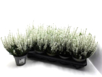 Calluna "Beauty Ladies" weiß