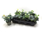 Helleborus niger midi