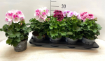 Pelargonium grand. Mix