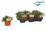 Rhipsalis pilocarpa