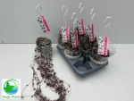 Ceropegia woodii "Variegata" Ampel