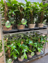 Philodendron squamiferum