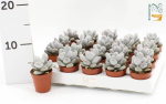 Mini Pachyphytum oviferum