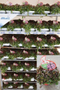 Sedum "Makinoi"