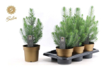 Pinus pinea "Silvercrest"